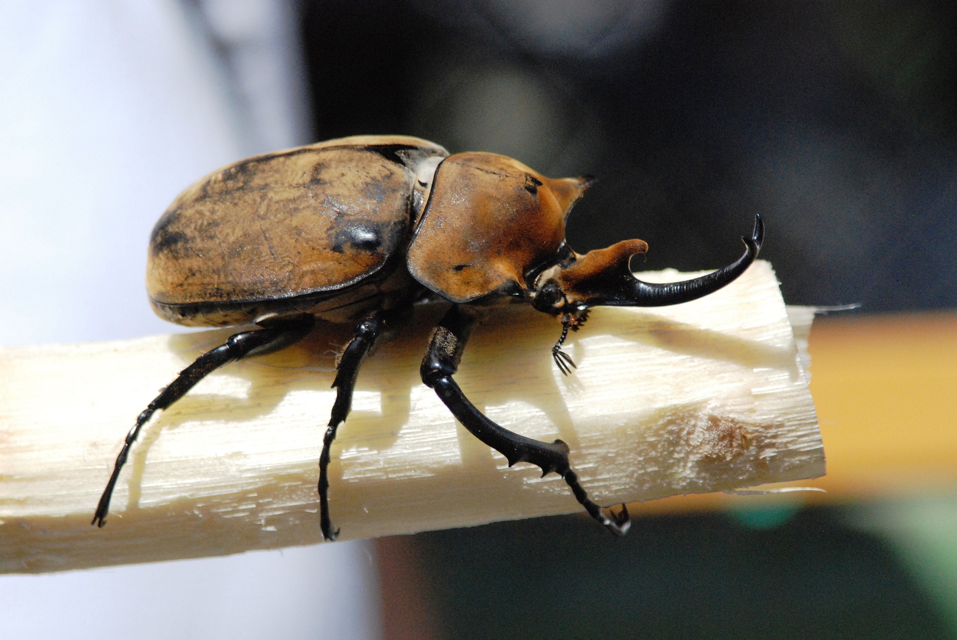 Een update voor rhodiumkevers placeholder